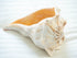 Natural Beige Left Handed Whelk Conch Seashell